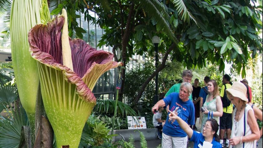 Rare corpse flower ready for stinky appearance at Cal State Long Beach ...