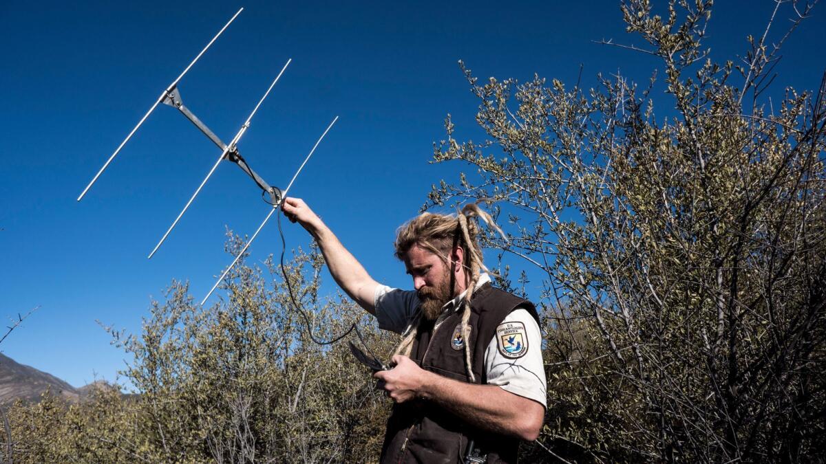U.S. Fish and Wildlife Service biologist Joseph Brandt uses telemetry equipment in his search for a condor in the Sespe Condor Sanctuary.