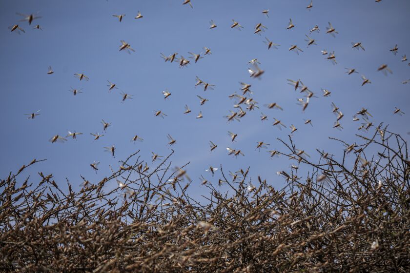 A swarm of desert locusts fly over an acacia tree in a remote part of Sool, Somaliland. Will Swanson for The LA Times.