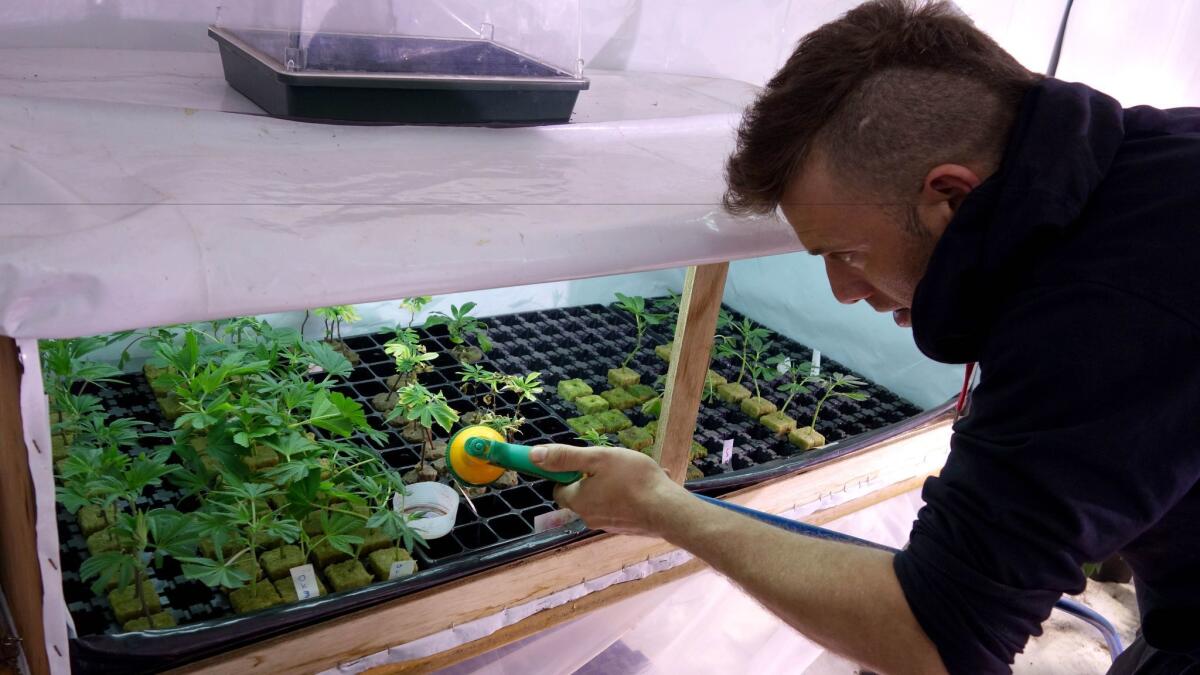 Diego Prandini cares for a batch of young plants at one of Uruguay's new cannabis clubs in Montevideo, Uruguay.