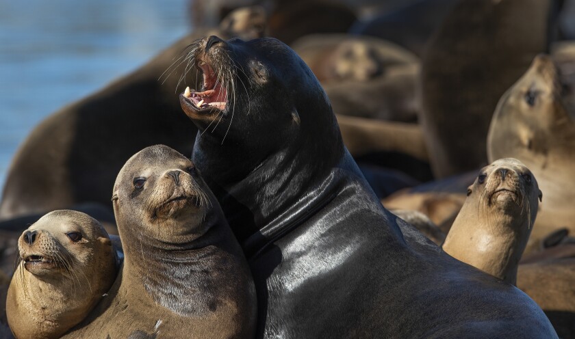 All-male California sea lions gather close together on the docks at Pier 39 in San Francisco.