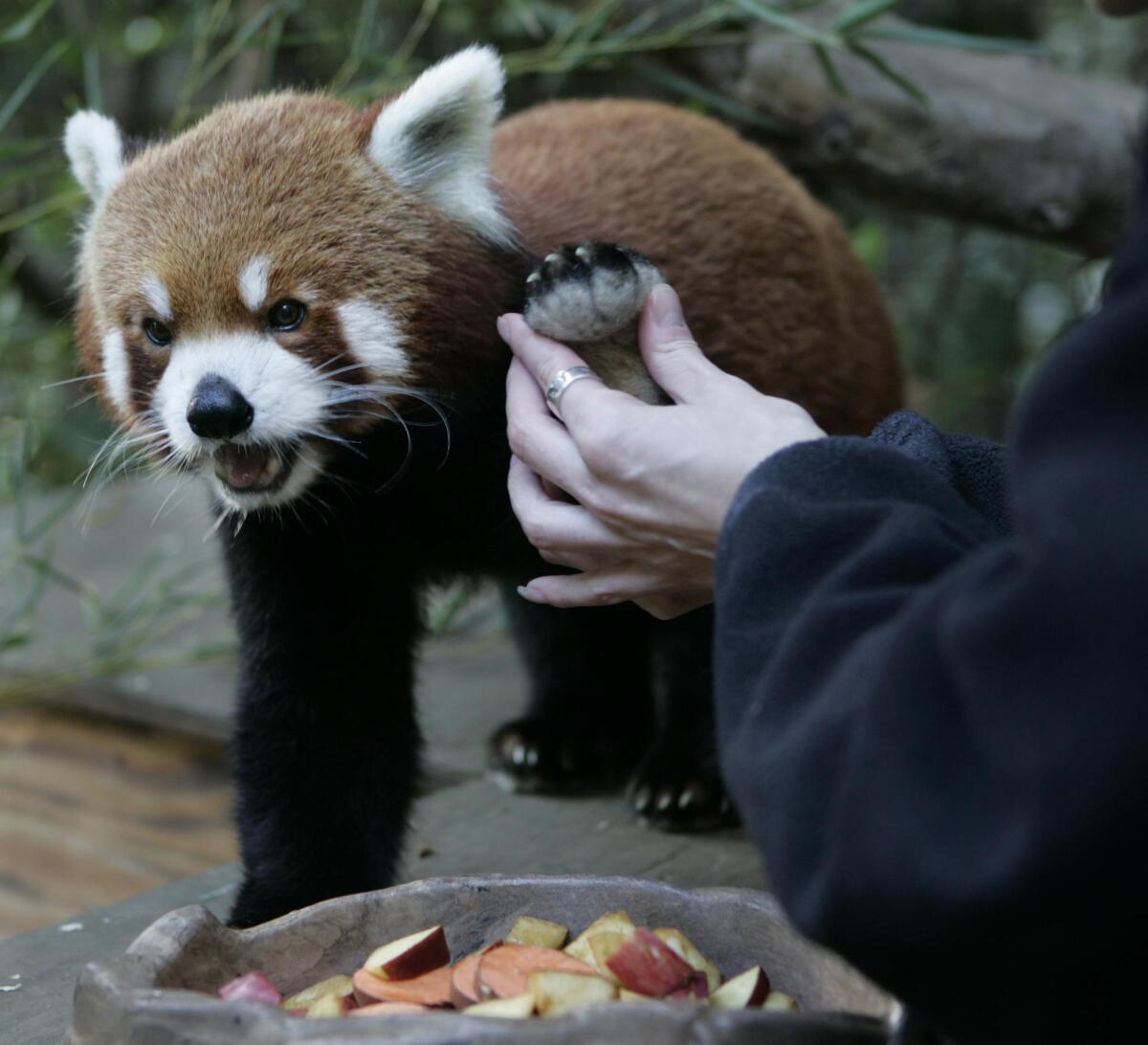 Zookeeper Janell Roesener inspects the paw of a Red Panda from China named Fuji