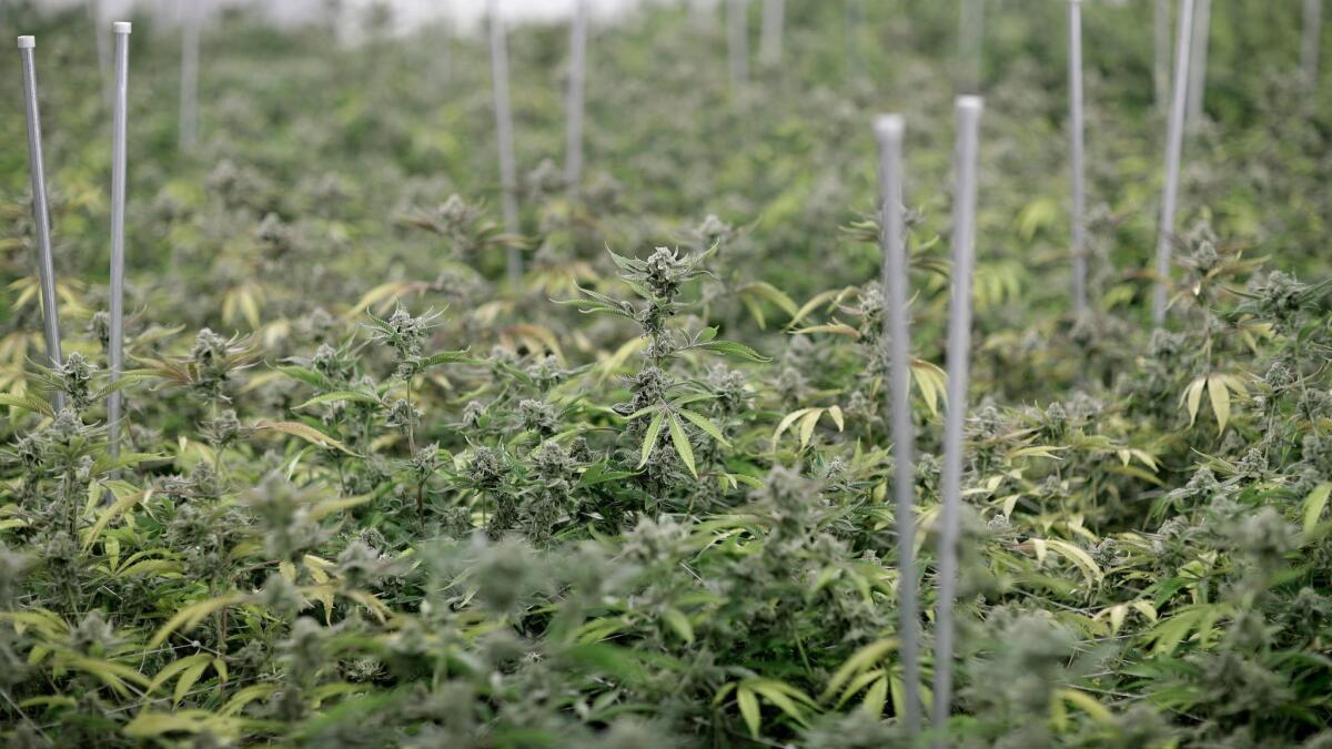 Marijuana plants grow at the Desert Grown Farms cultivation facility in Las Vegas on June 28.