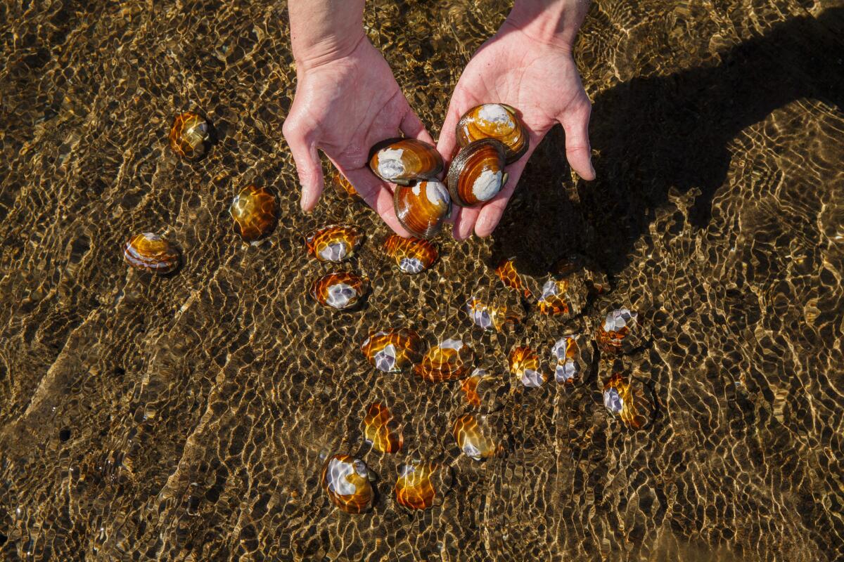 Curtis Bryan holds up clams Siletz Bay in Lincoln City, Ore. (Marcus Yam / Los Angeles Times)