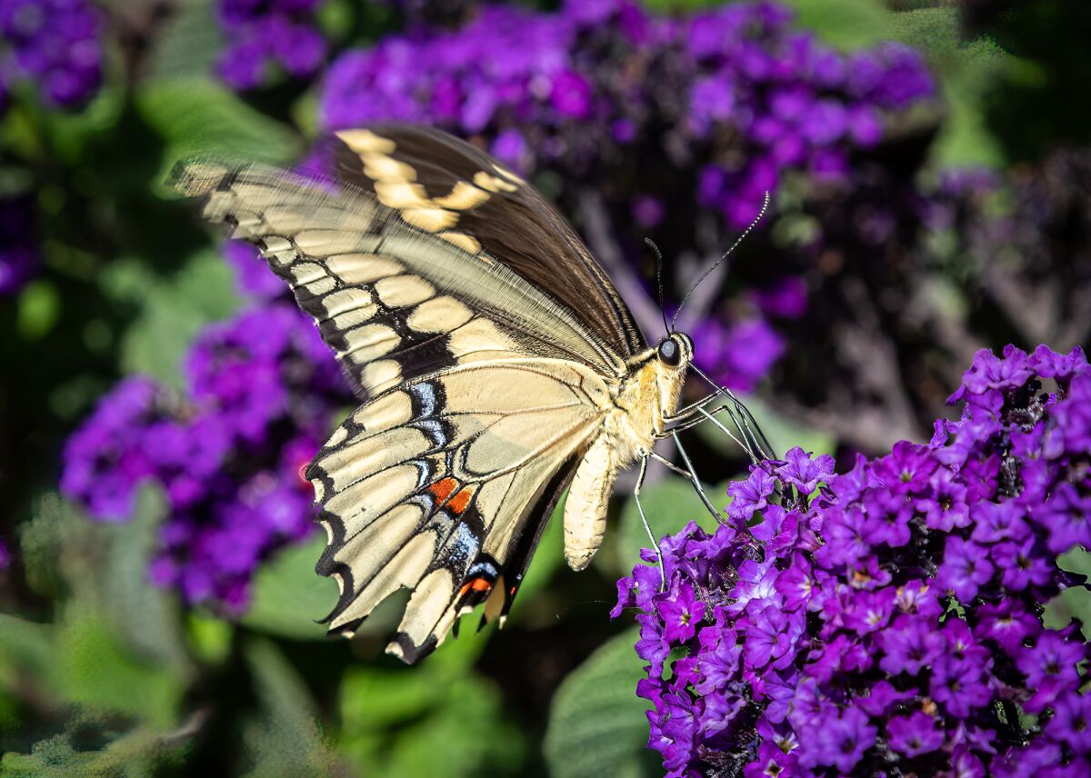 A western giant swallowtail butterfly.