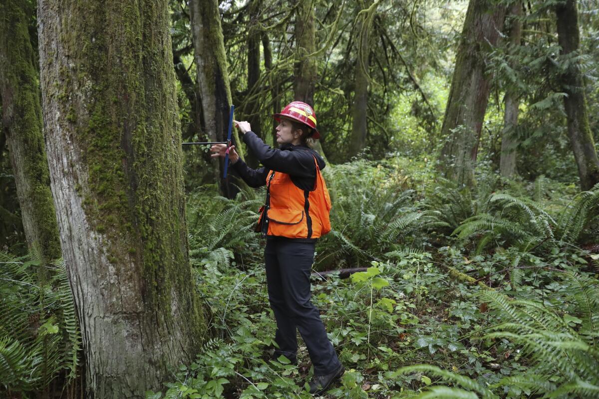 A person in an orange vest and red helmet stands next to a large tree in a forest with a tool. 