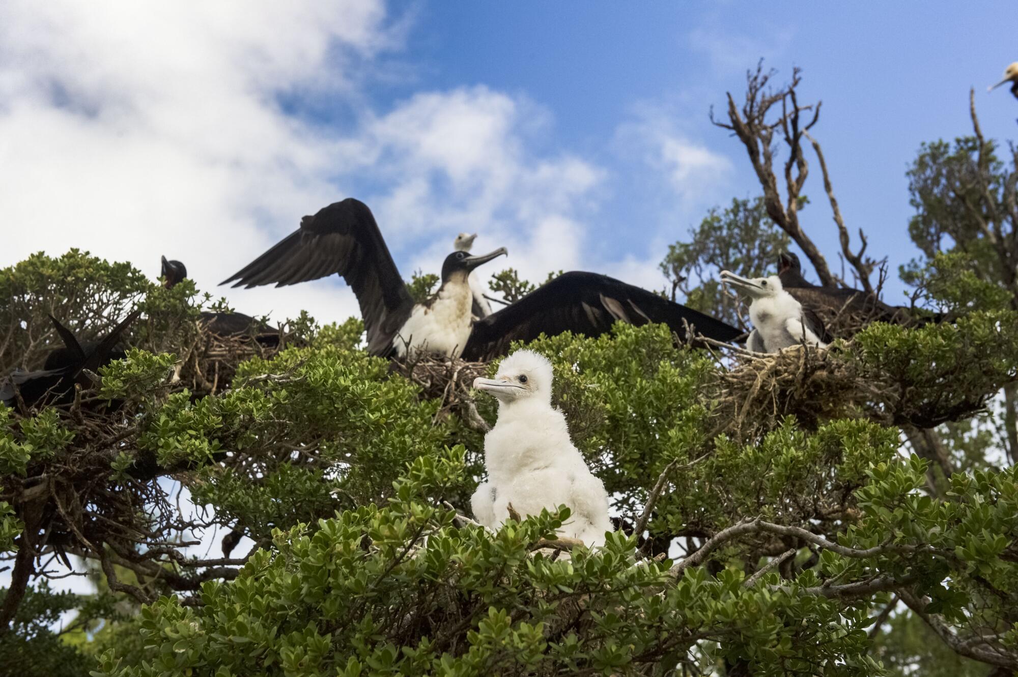 Birds nesting atop trees