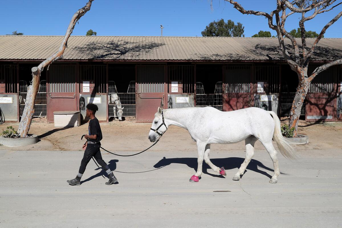 A trainer walks a horse back to stall at the OC Fair & Event Center Equestrian Center on Wednesday.