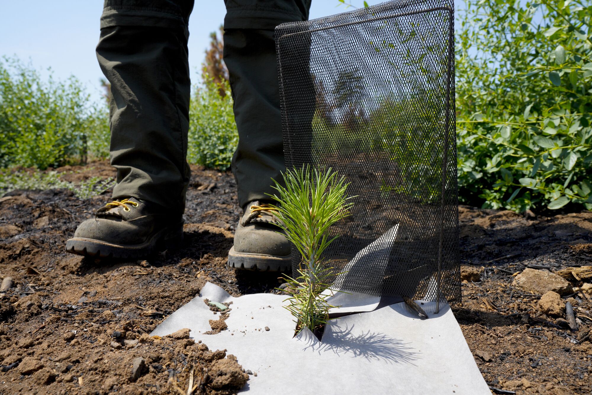 Lisa Gonzales-Kramer, an environmental scientist with the Cuyamaca Rancho State Park, stands next to a pine seedling.