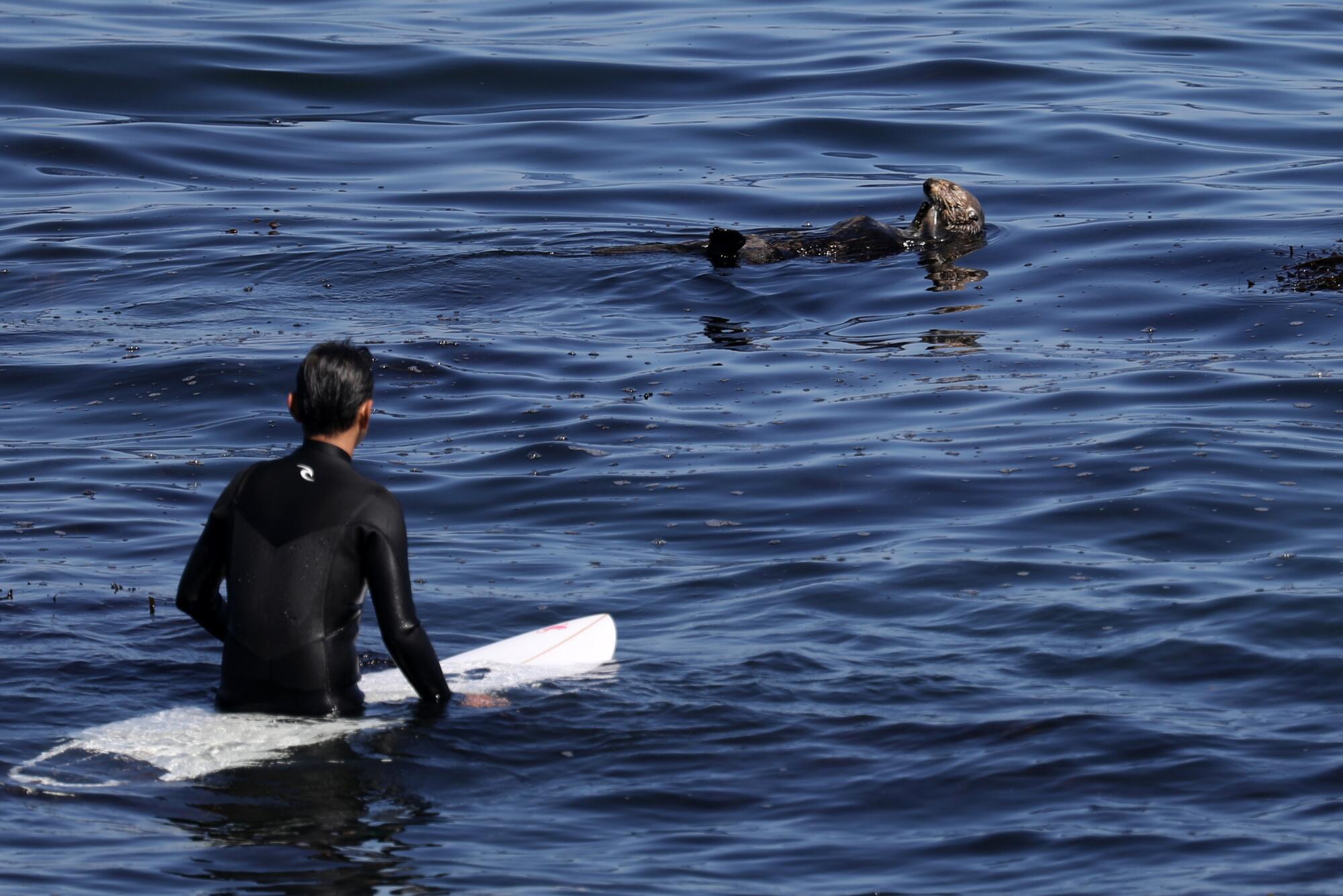 A man in a dark wet suit on a surfboard looks at an otter floating on its back