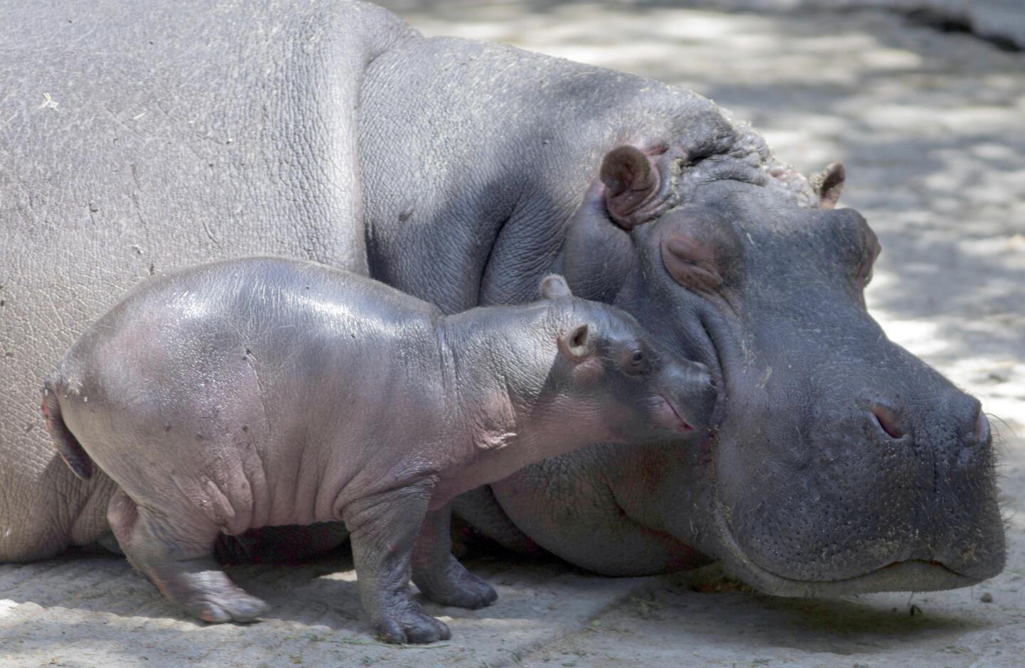 Chapultepec Zoo