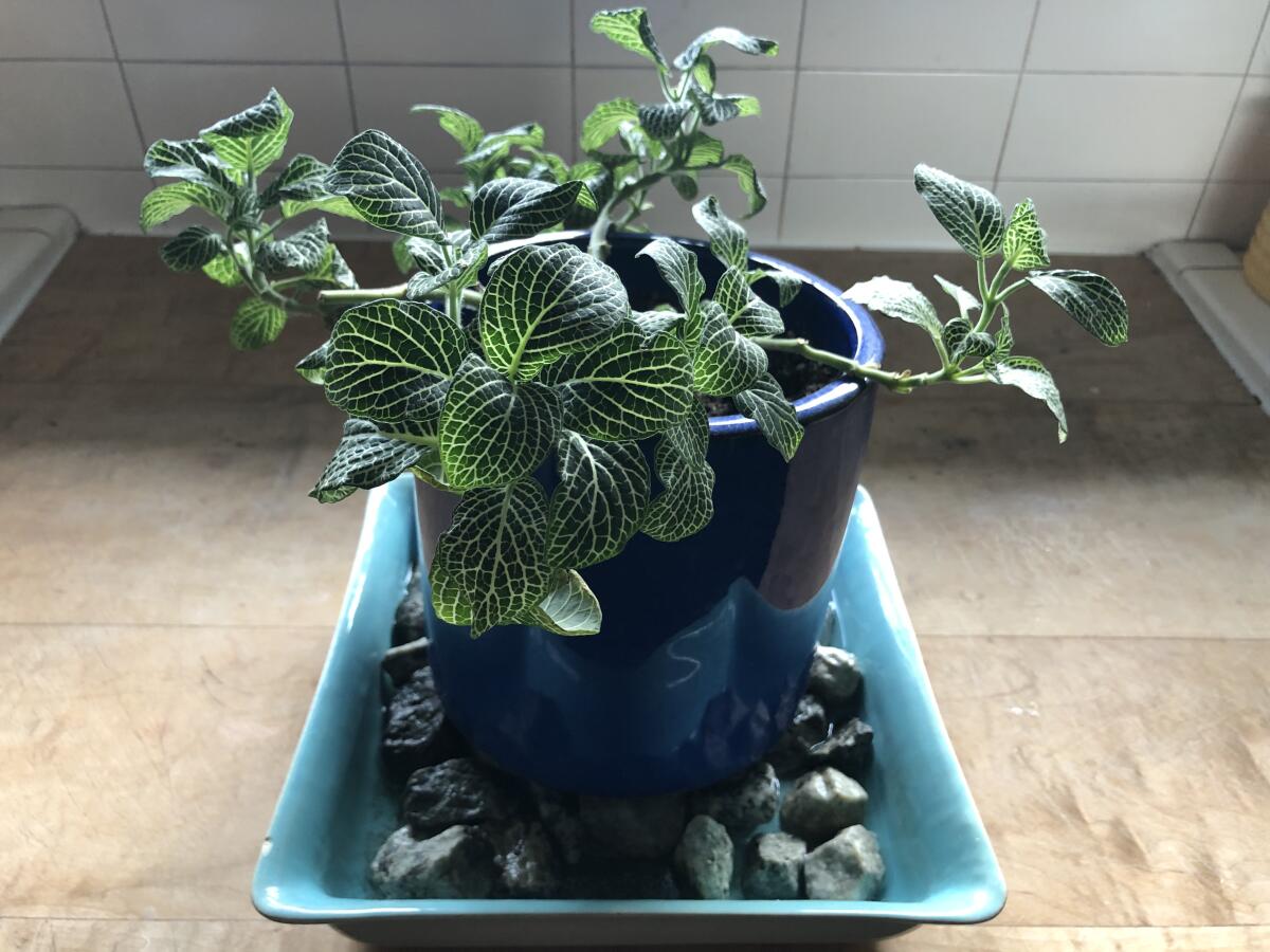 Fittonia do best in high humidity. Stand the pot on a tray of damp pebbles and mist for adequate moisture.
