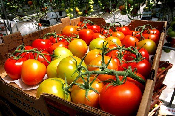 Houweling Nurseries  tomatoes