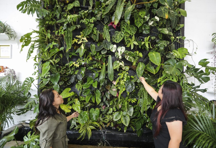 Two women touch the leaves of plants on a wall