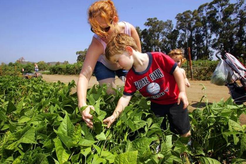 Alison Willot helps son Jacob and daughter Abby hunt for green beans at Underwood Family Farms in Moorpark. The working farm has 160 acres and features U-pick fields of fruits and vegetables, a large produce stand and a petting zoo for kids.