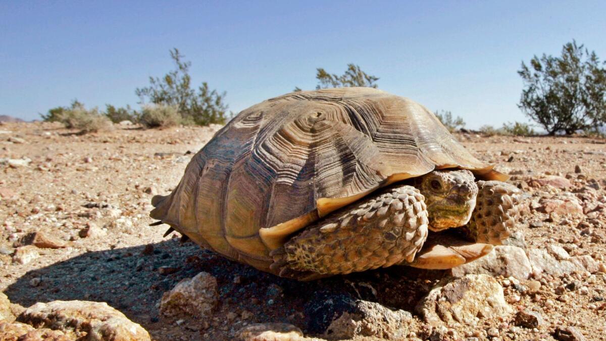 An endangered desert tortoise sits in the middle of a road in the eastern Mojave Desert.