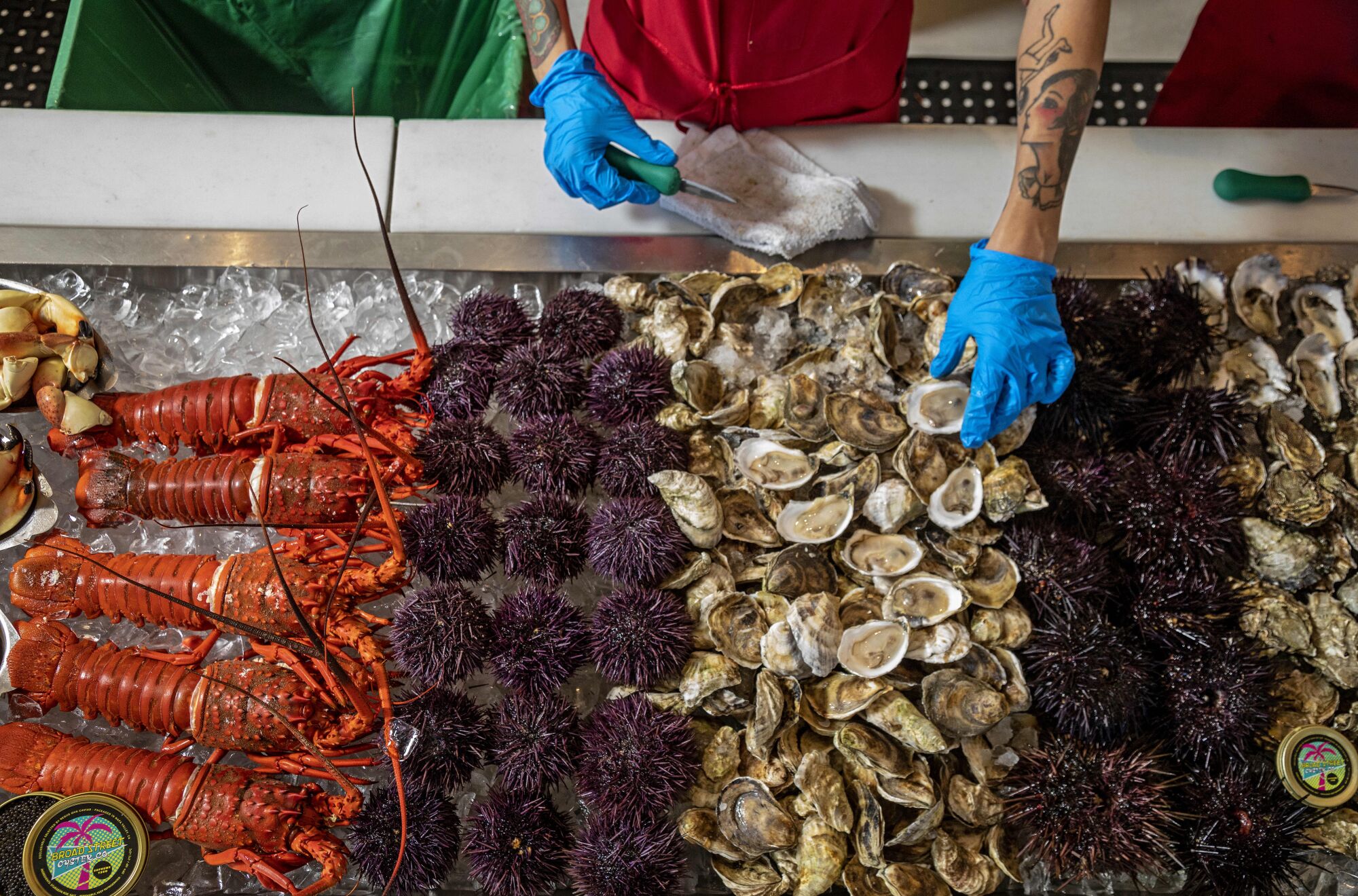 Rubber-gloved hands grab oysters resting among purple urchins and other sea creatures on a bed of ice 
