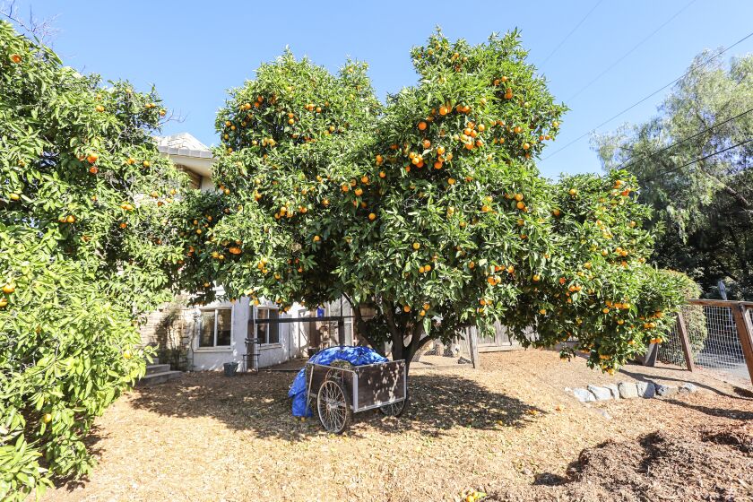 This is a Honey tangerine tree in the garden of Trish Wallington in the backyard of her home on July 16, 2020 in La Mesa, California.