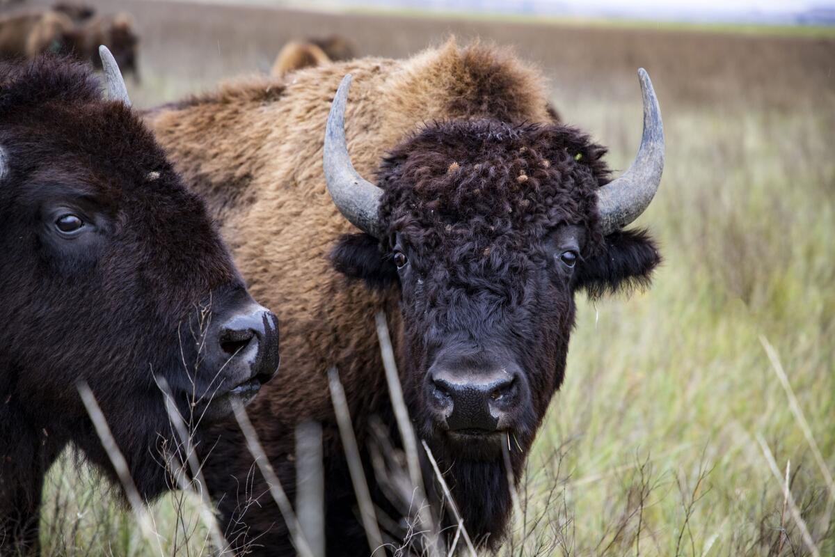 Two large bison in South Dakota among the grasslands. 