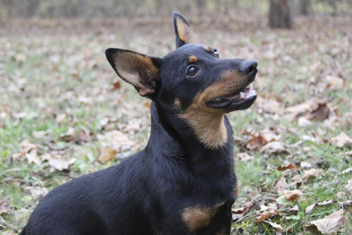 que perro ha ganado mas mejor en exposiciones