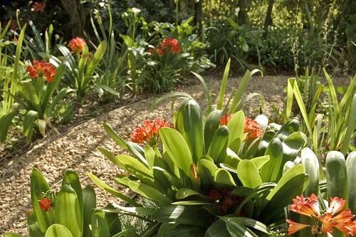 Open Days, clivia