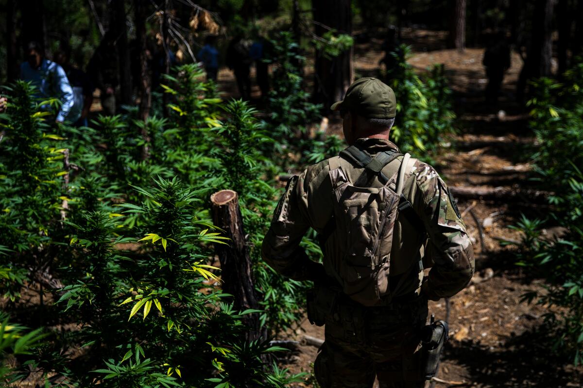 An illegal marijuana grow site in Sierra Nevada
