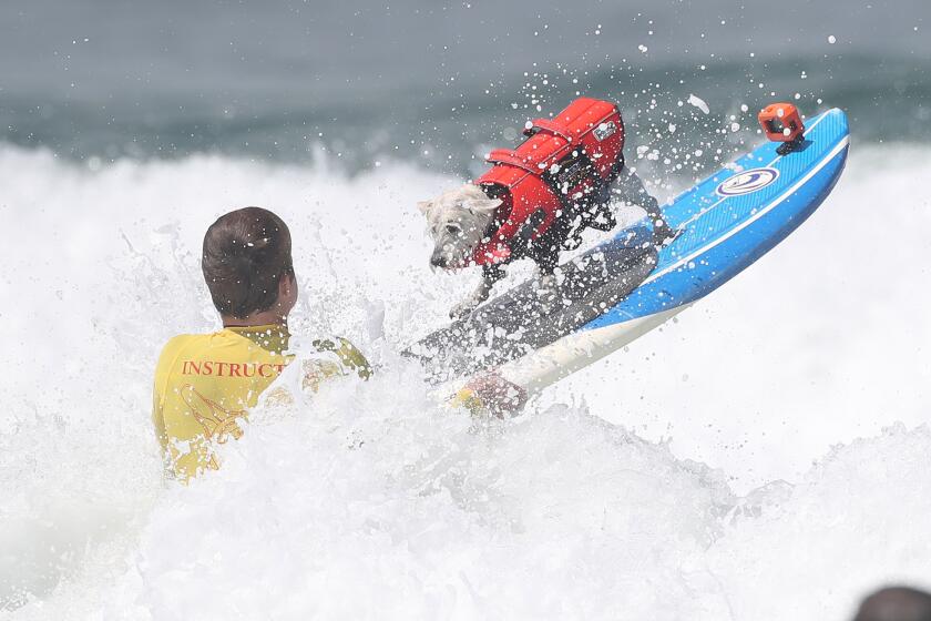 Petey, a terrier mix, keeps his balance as he crashes through the whitewater during the 27th Purina Pro Plan Incredible Dog Challenge, Western Regional Competition, at Huntington State Beach on Friday.