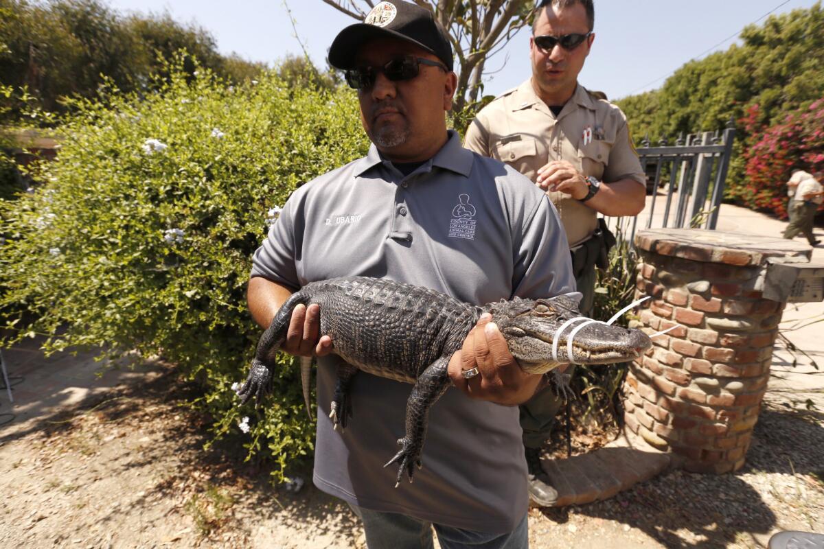 Danny Ubario with L.A.  County Animal Care and Control