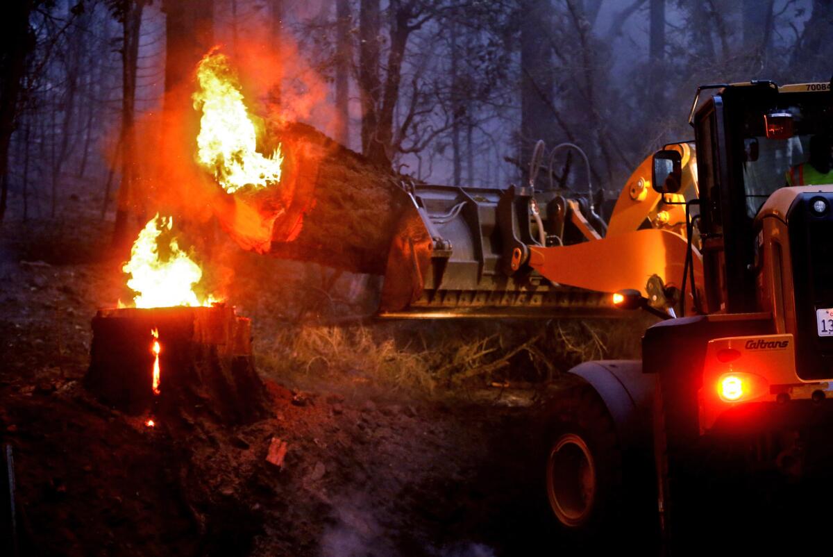 A Caltrans crew clears a fire-weakened tree along Highway 175 on Cobb Mountain on Sept. 14.