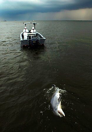 Dolphin towed to shore