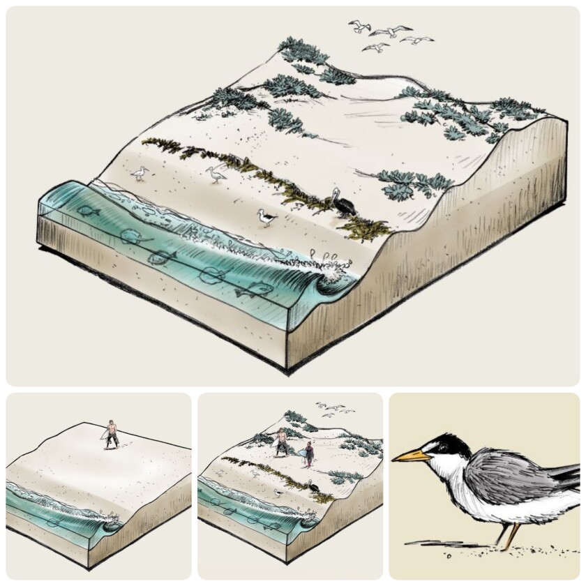 Photo collage of different beach diagrams displaying various ecosystems.