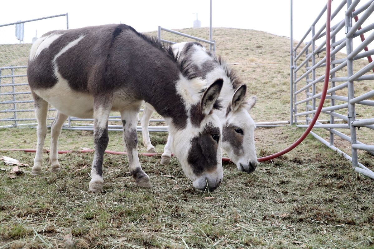 Two mini female guard donkeys graze in a pen at the O.C. fairgrounds in Costa Mesa.