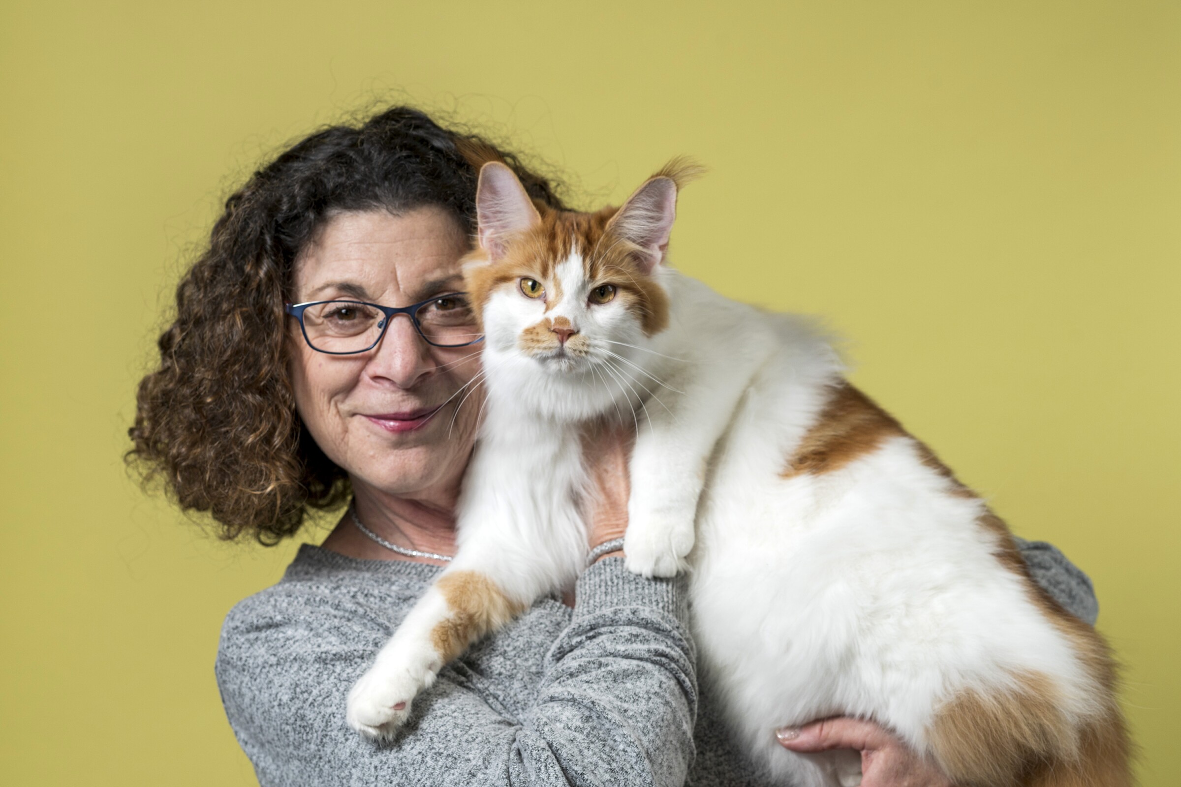 Judy Freidman holds her orange and white Maine Coon named Cherry Bomb.