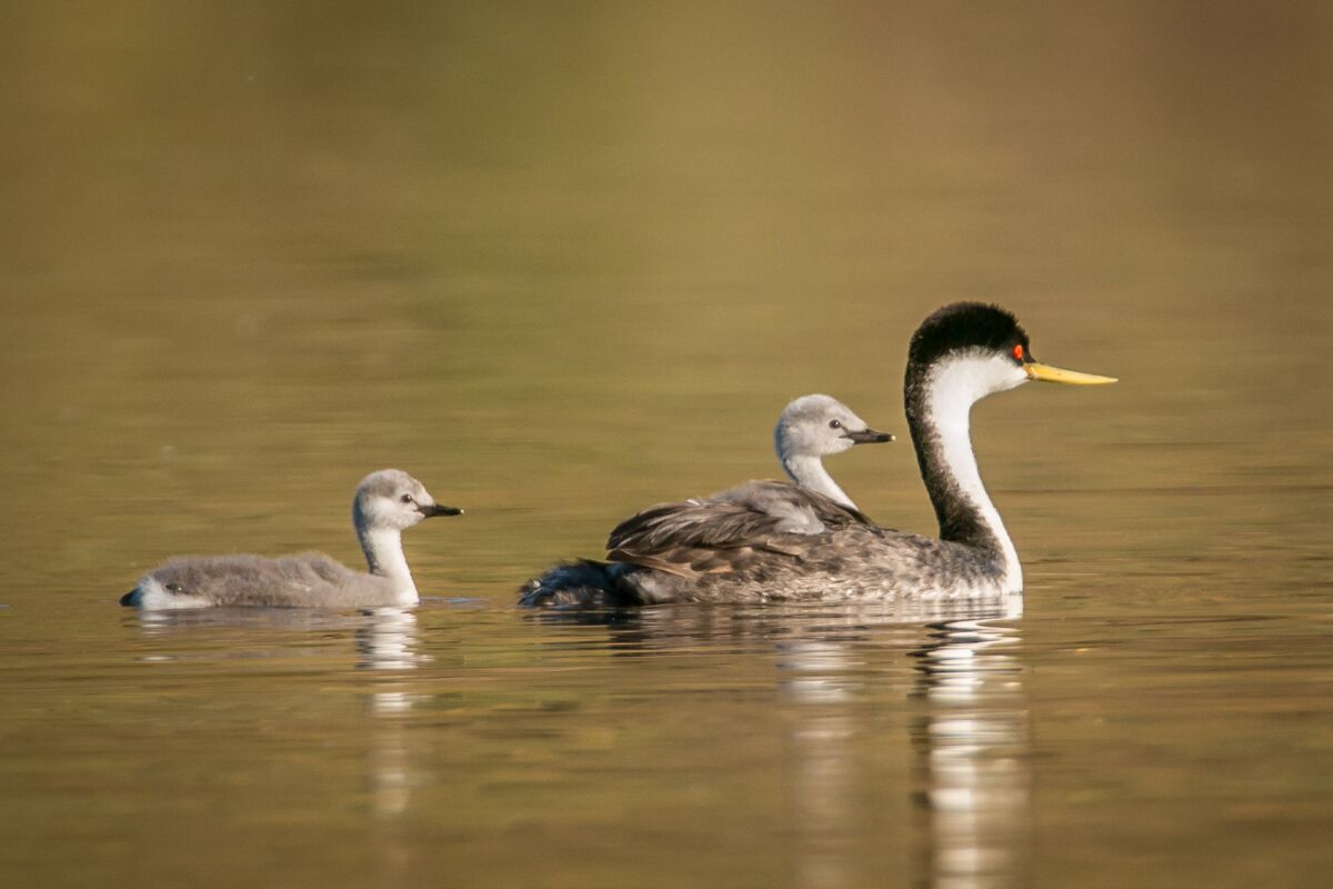 A Western grebe and chicks from a past nesting cycle.
