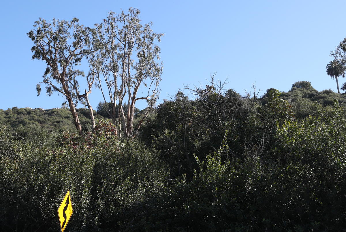 Fuel Modification Plan Laguna Beach begins work on Bluebird Canyon fuel modification zone ...