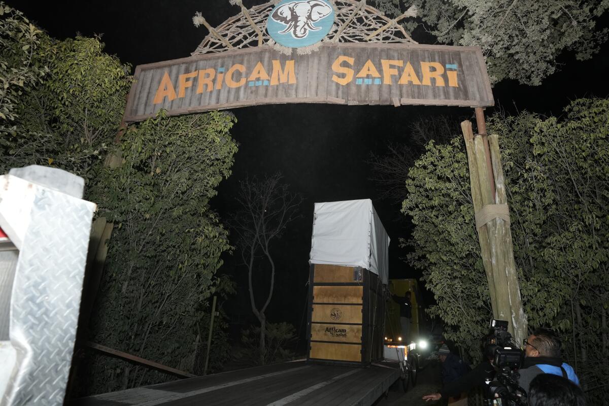 Un camión que transporta una jirafa llamada Benito llega al santuario Africam Safari
