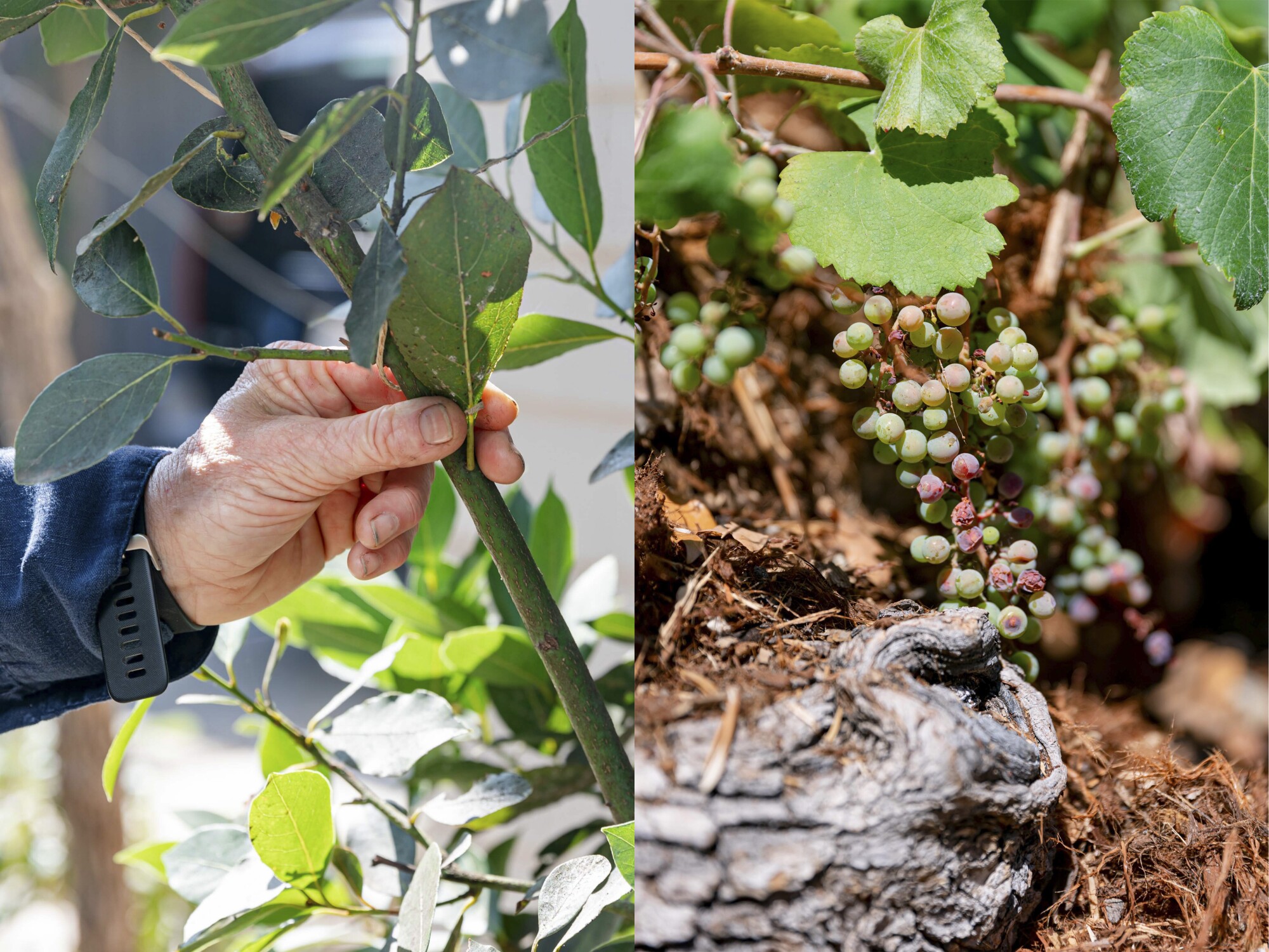 A hand holds a leaf on a tree, left, and grapes on a vine up close 