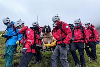 Volunteers carry Daisy, a 121-pound Saint Bernard, from England's highest peak on Sunday.