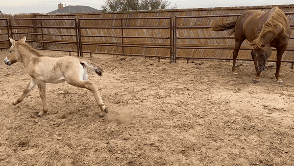 A young Przewalski’s horse running and standing by its surrogate mother.