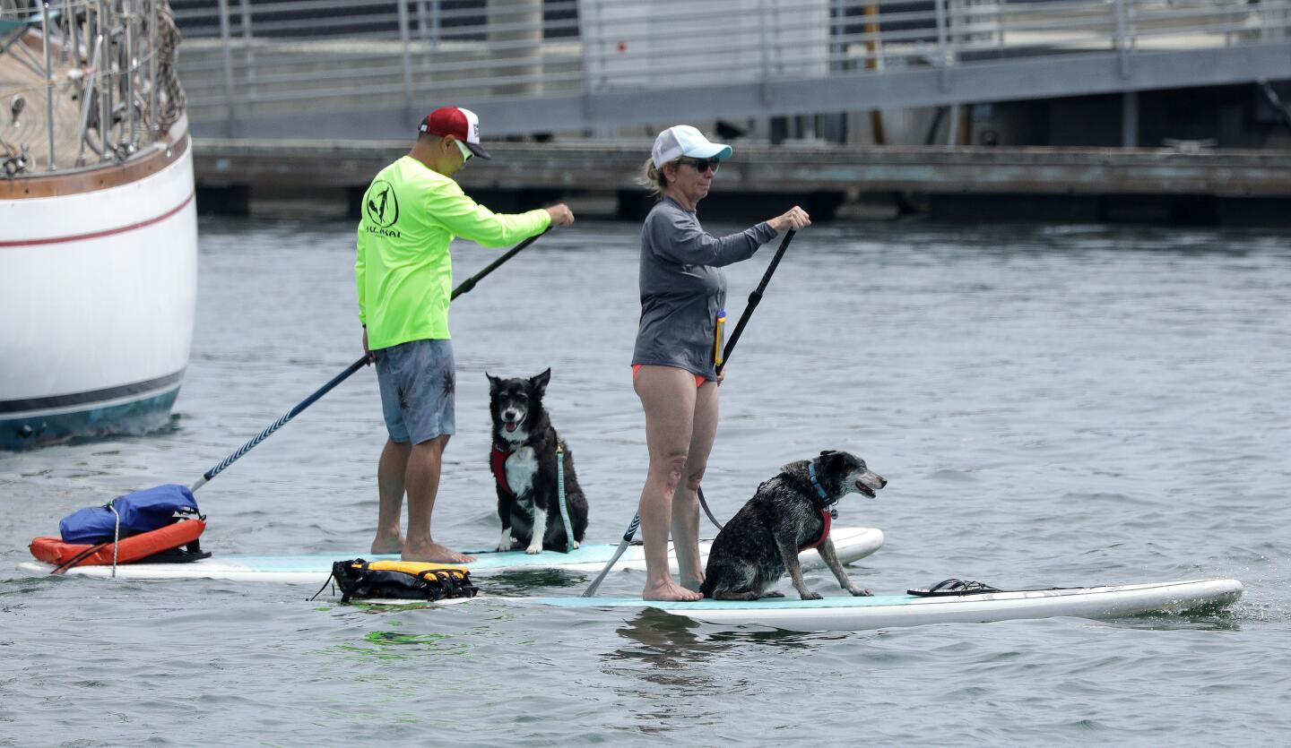 Paddle boarding in Marina Del Rey.