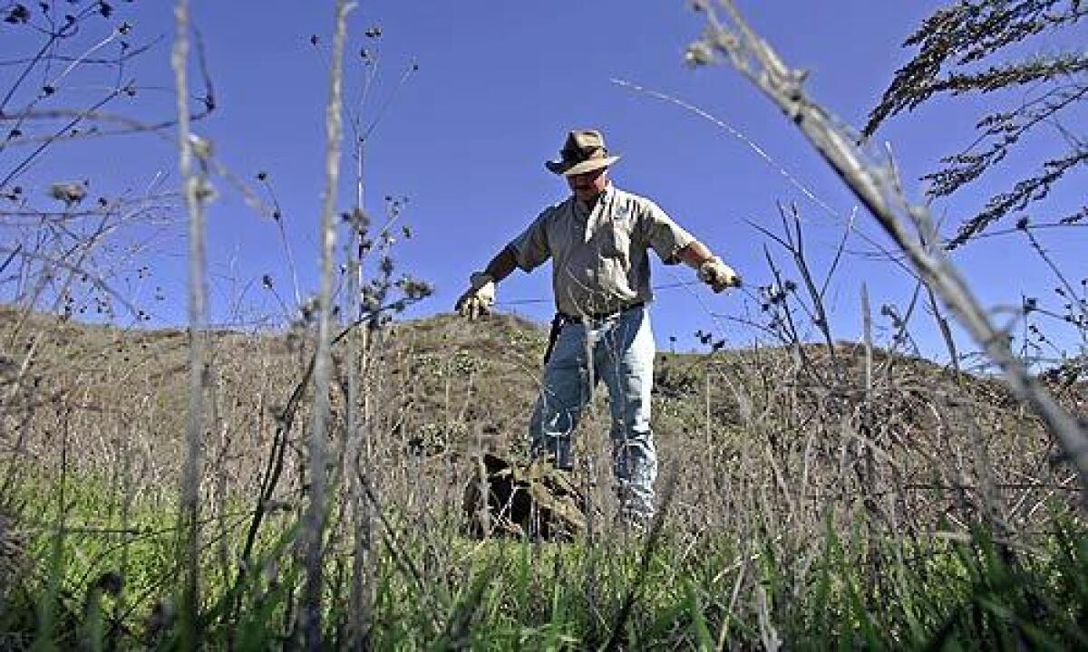 Coyote trapper Jimmie Rizzo extends a piece of painted wire as he sets one of his homemade snares on a coyote trail in the hills at Cal Poly Pomona.