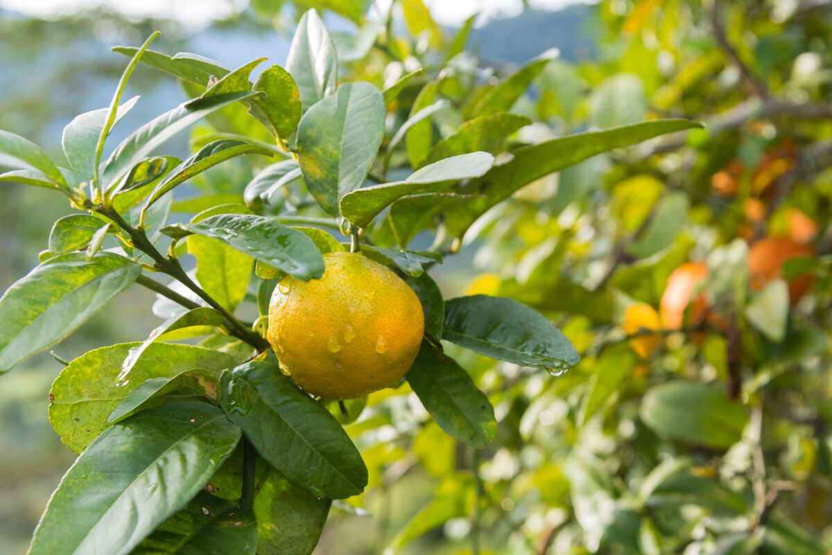 Plan now for buying fruit trees once they arrive in nurseries at the end of next month.