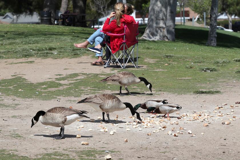 Geese and ducks nibble on a pile of bread crumbs and cubes left near the pond at Tewinkle Park on Tuesday. Residents are becoming concerned by a person or people dropping off massive amounts of bread while signs warn of the dangers of feeding the wildlife the popular neighborhood park.