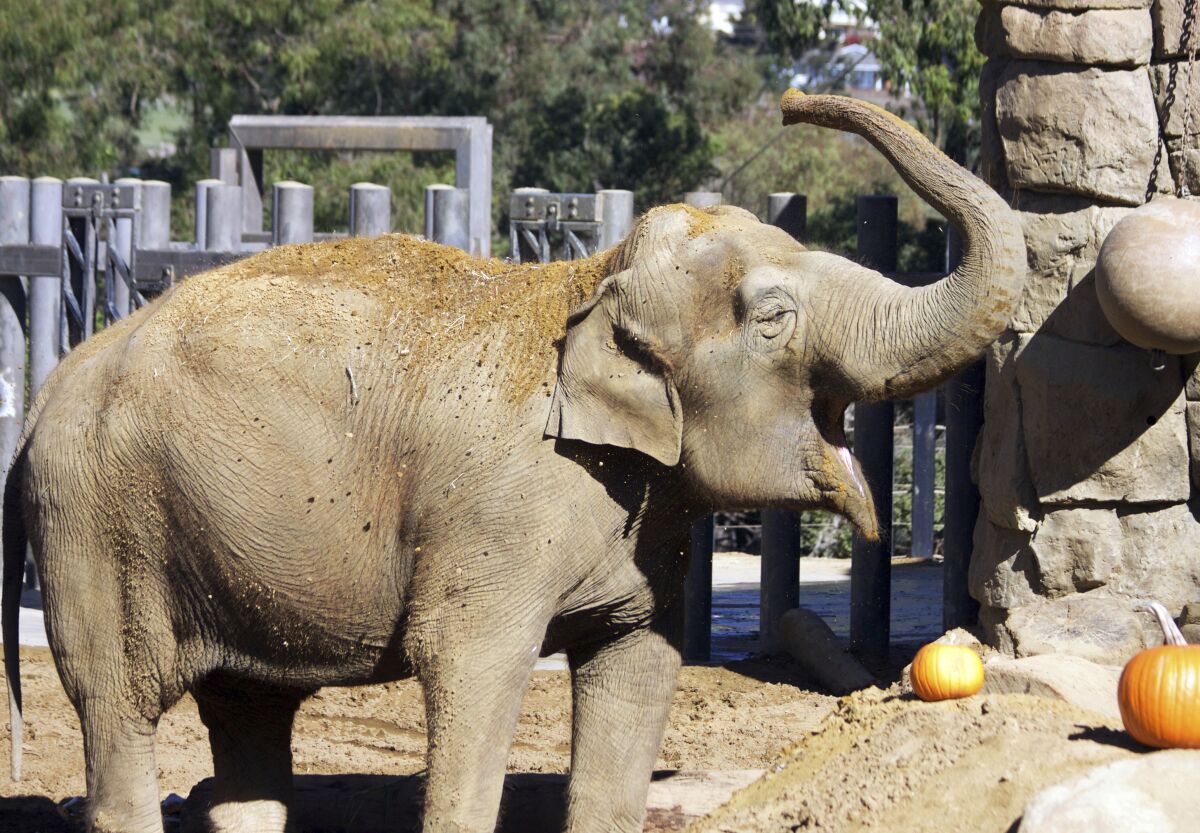 Santa Barbara Zoo's elephant euthanized