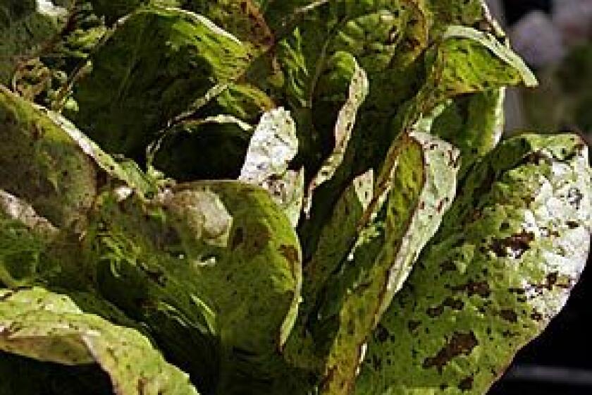 BEAUTY MARKS: Forellenschluss lettuce, a specialty lettuce, is recognizeable by its specks.