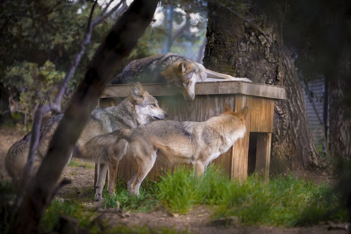 Mexican gray wolves Thor, Emma and Durango in their California Wolf Center enclosure. 