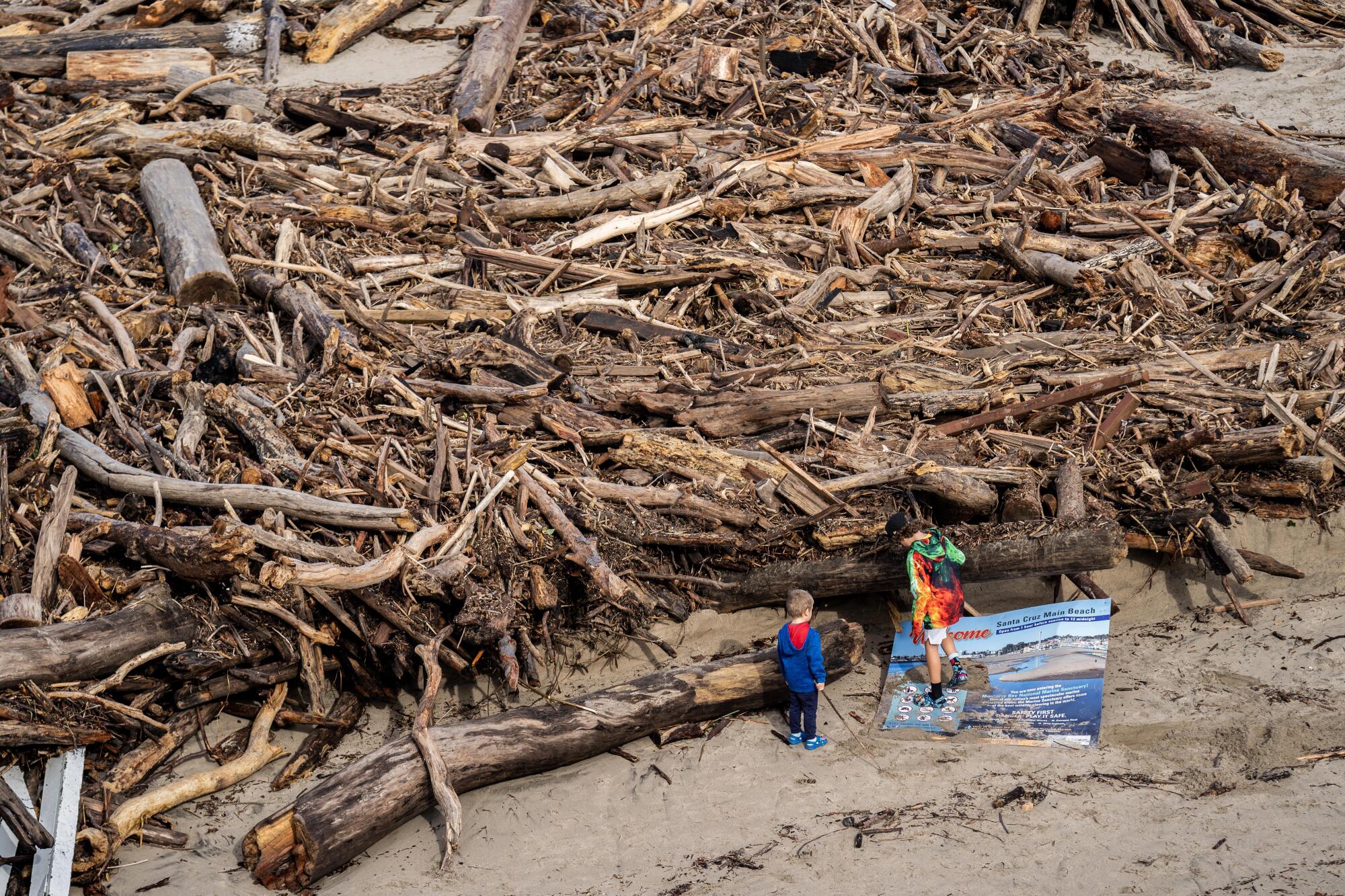 Two people stand in front of tree debris washed ashore on sand.