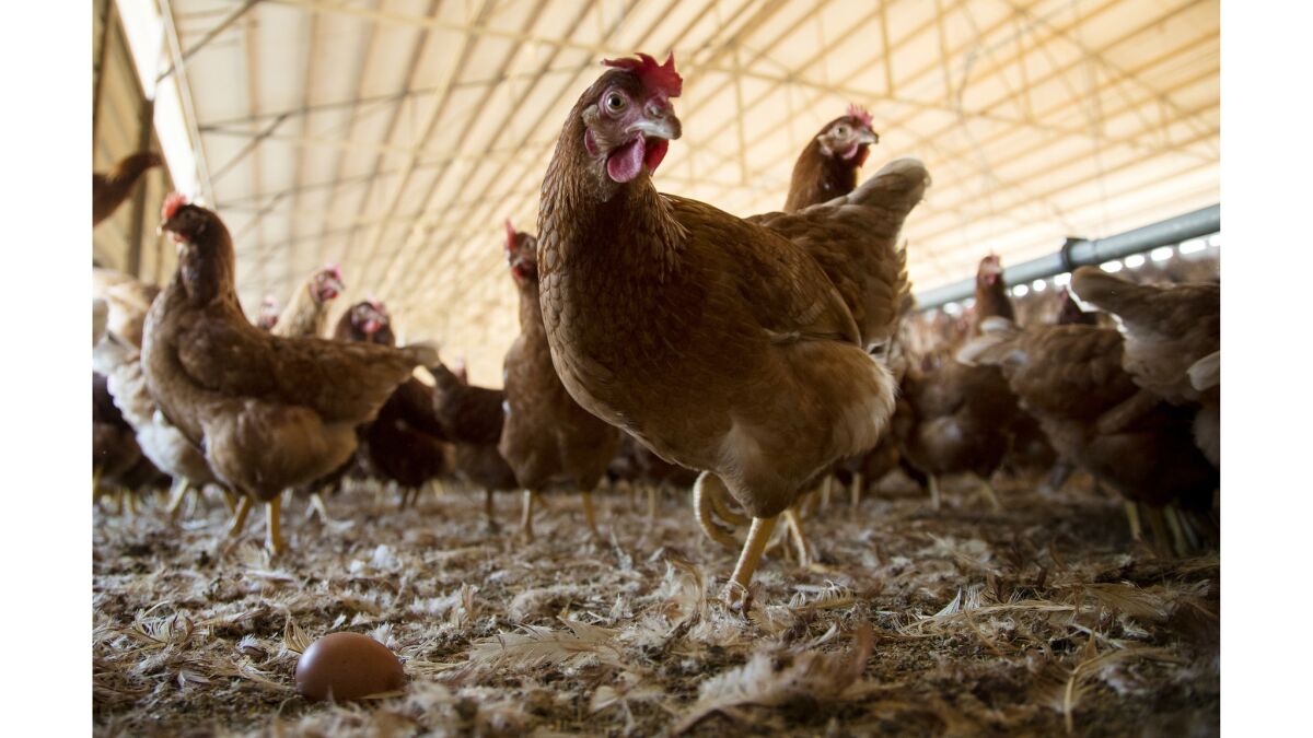 Rhode Island red hybrids roam freely and also have access to the outdoors at one of the many hen houses at the MCM Poultry facility in Nuevo, Calif.