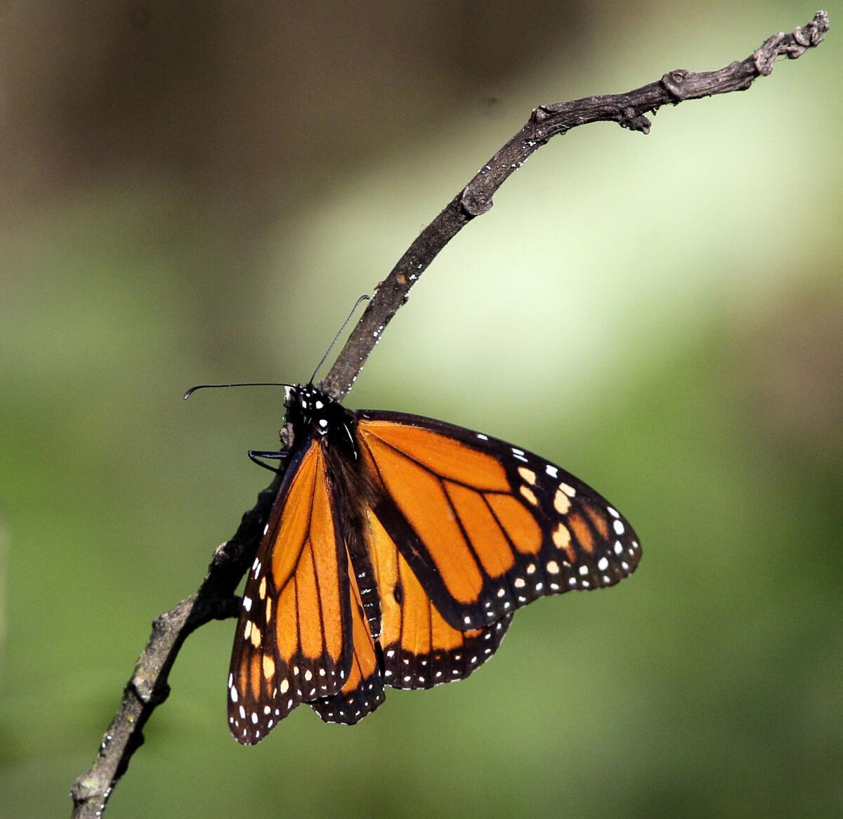 Fotografia que muestra un ejemplar de mariposa Monarca en su santuario de la población de Angangeo, México al oriente de Michoacan en donde establece sus colonias a mediados de octubre y principio de noviembre.