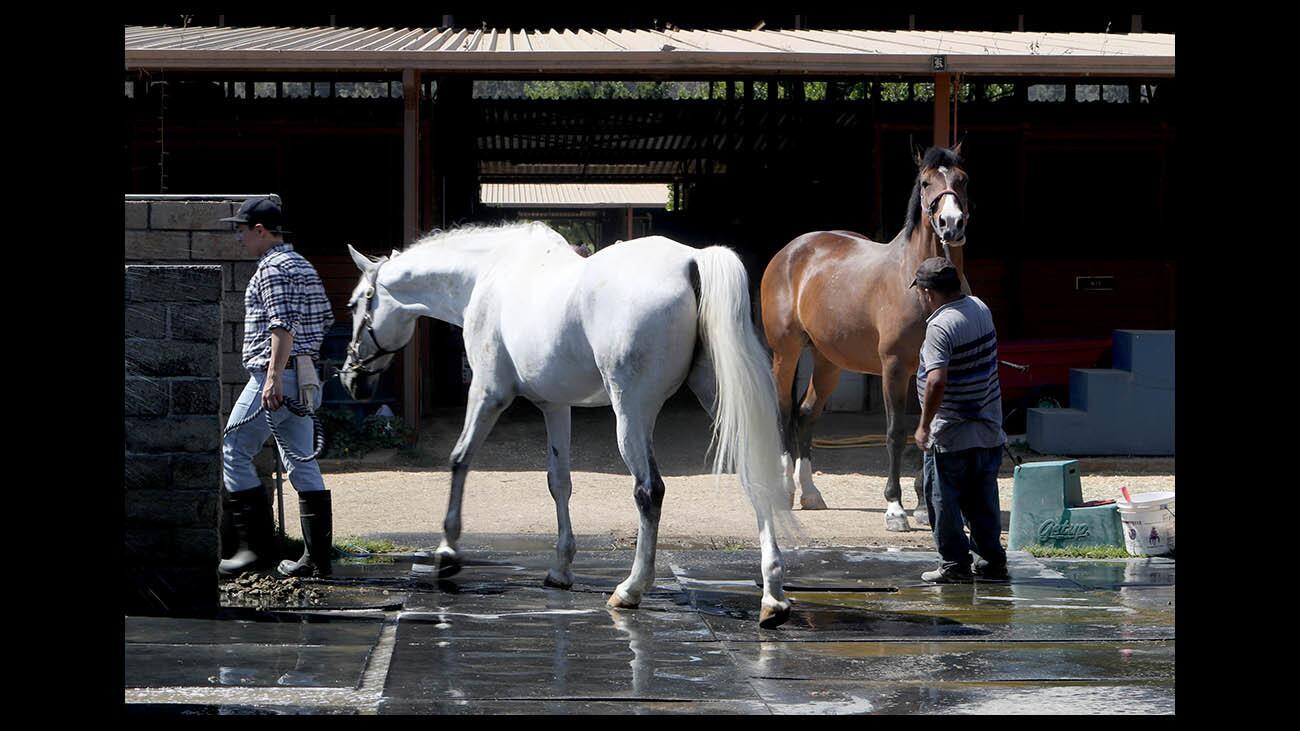 Photo Gallery: Horses kept cool at Morning Mist Farms during heatwave